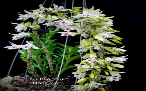 CÁC DẠNG CÂU HỎI THƯỜNG GẶP VỀ HOA CÂY CẢNH